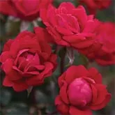 Custom lawn care service experts serving Macedon, NY - Wayside Garden Center