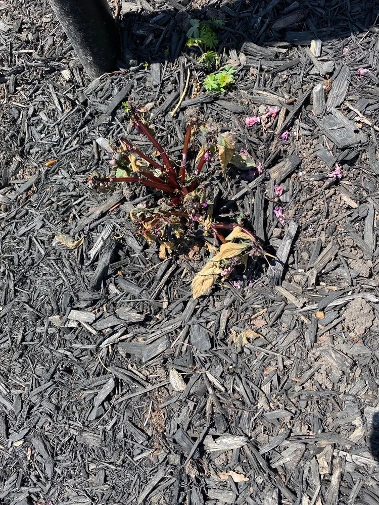 Professional garden landscaping in Macedon, NY - Wayside Garden Center