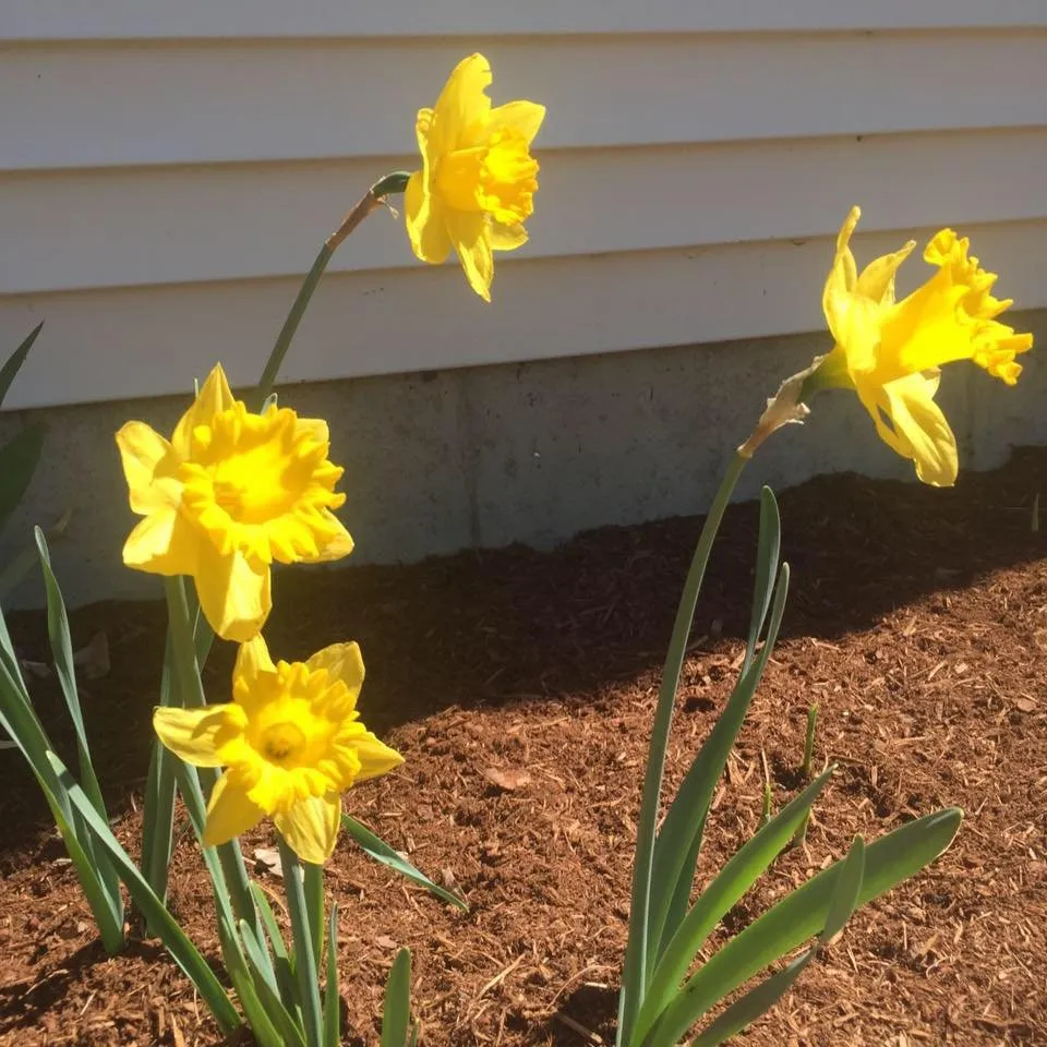 Top-rated yard cleanup service with custom design across North Andover, MA - WB Landscapes