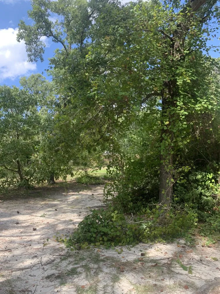 Professional yard maintenance for beautiful yards across Columbia, SC - W&C Lawn Service