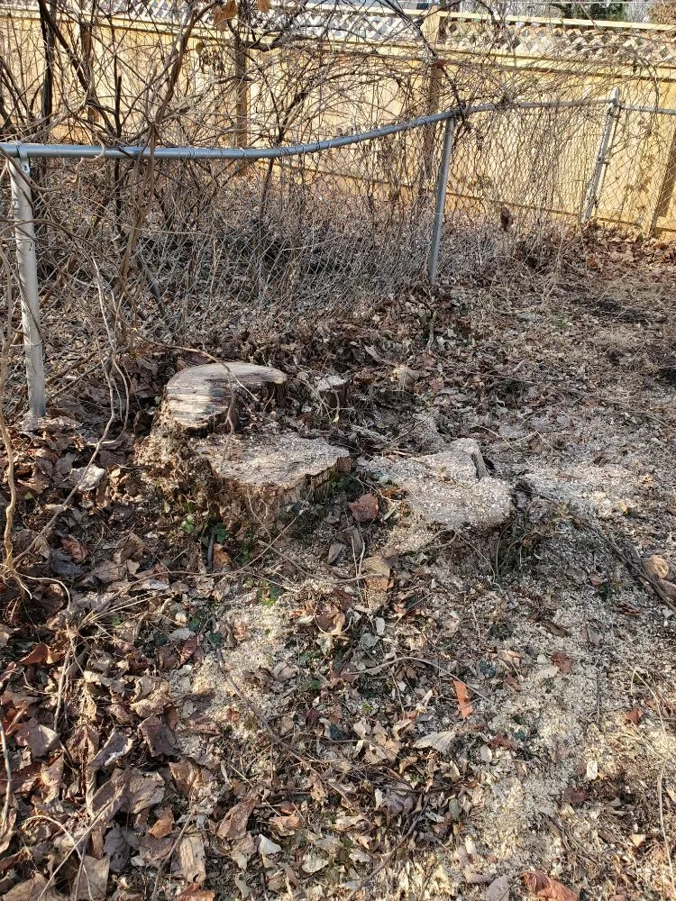 Professional yard maintenance in Manassas, VA by Wd Giampa Lawns & Landscape