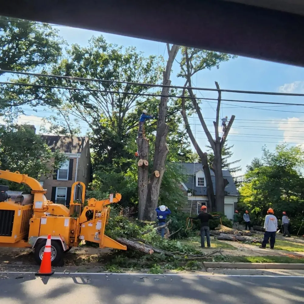 Reliable yard maintenance experts serving Manassas, VA - Wd Giampa Lawns & Landscape