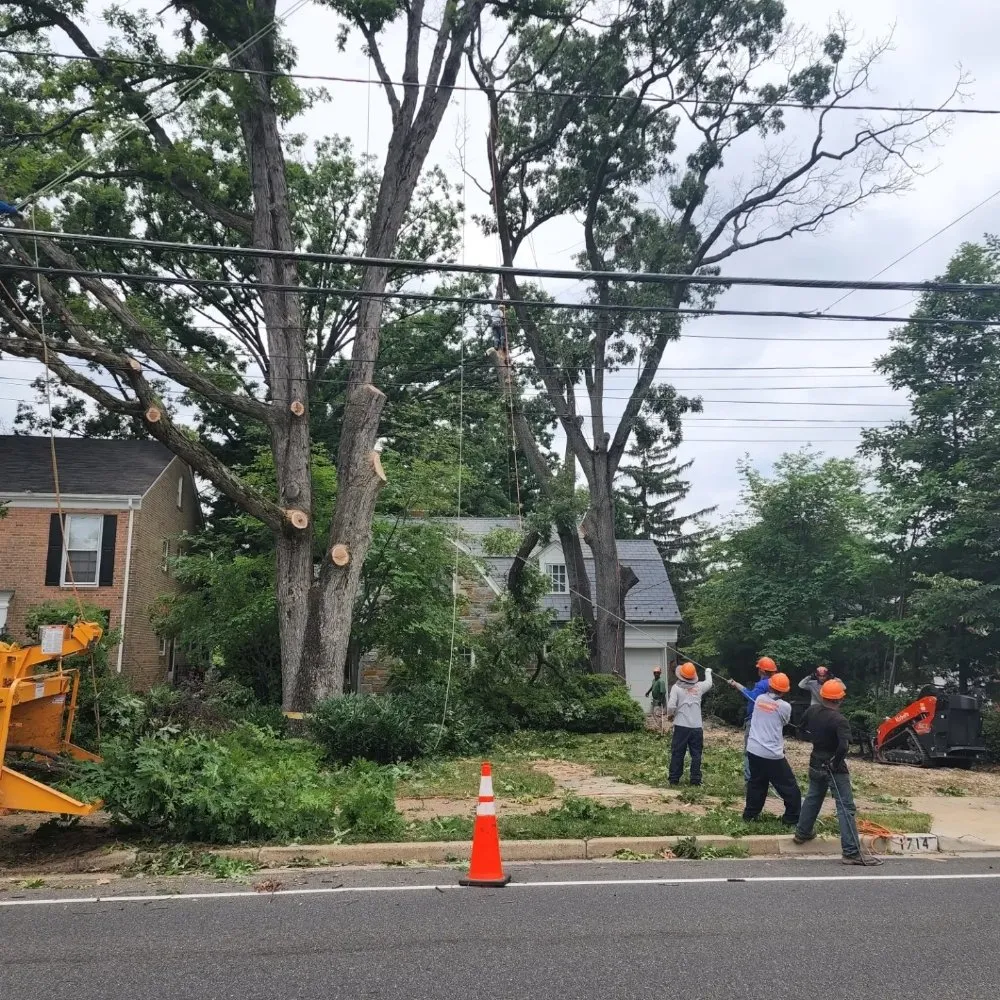 Reliable landscaping services in Manassas, VA by Wd Giampa Lawns & Landscape