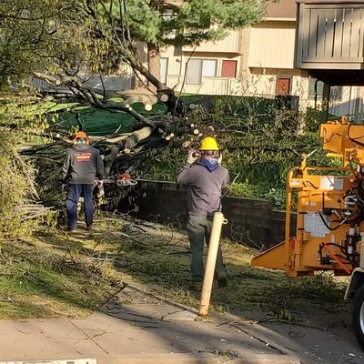 Wd Giampa Lawns & Landscape Logo