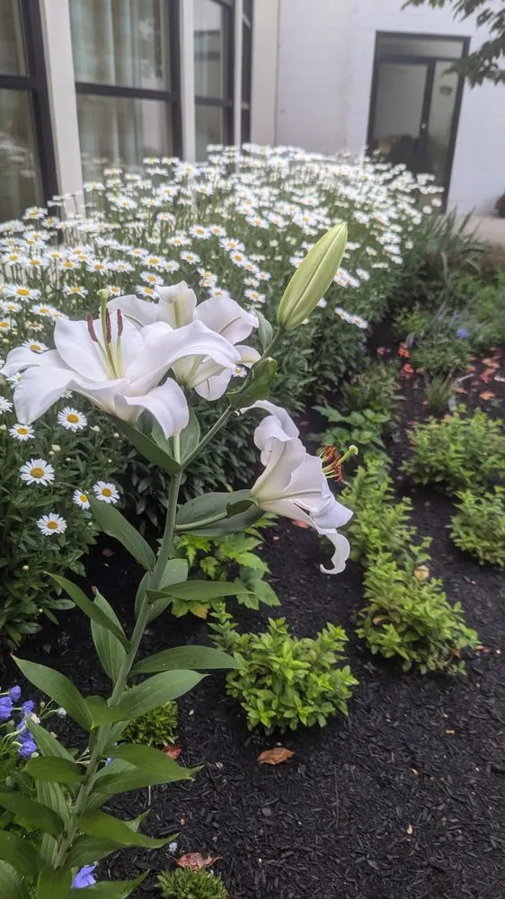 Top-rated yard cleanup service in Dayton, KY - WD lawncare