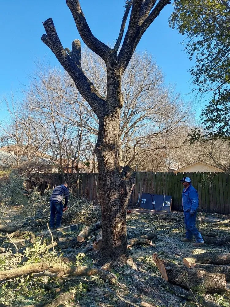 Expert landscape design near you across Austin, TX - We Care Landscaping