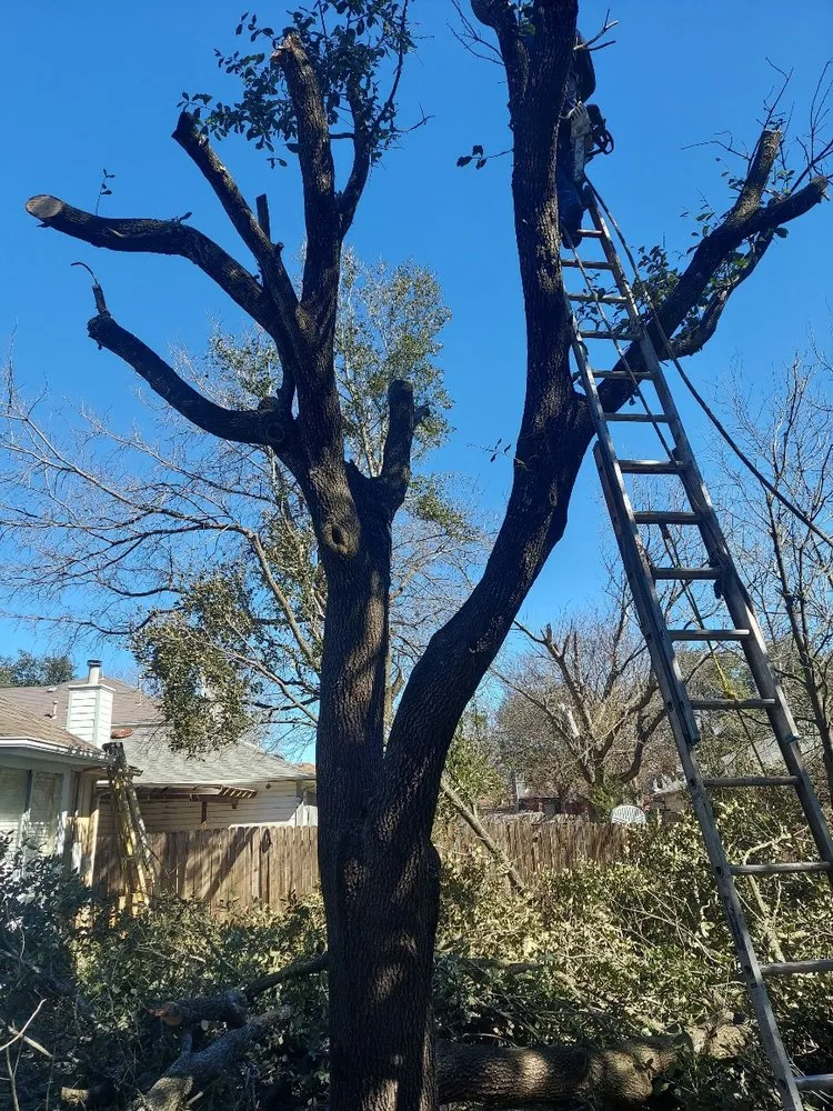 Trusted lawn care service near you in Austin, TX by We Care Landscaping