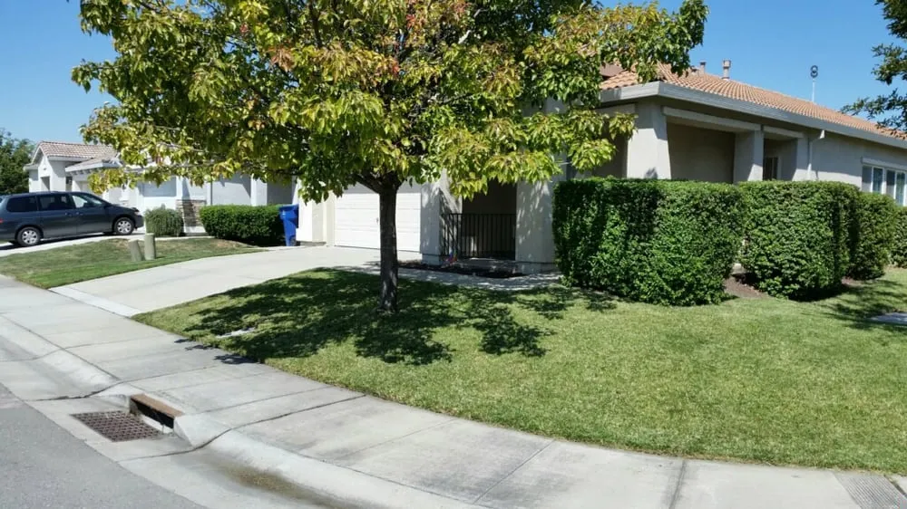 Expert yard cleanup service in Sacramento, CA by We Care Lawn Care