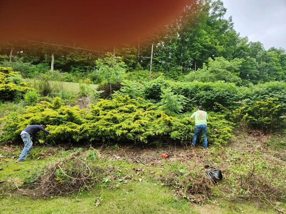 Top-rated lawn care service for outdoor upgrades across Greenup, KY - We Care Tree Care