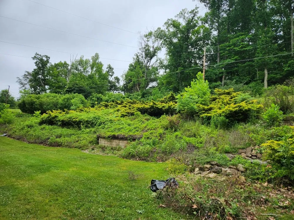 Local yard cleanup service experts serving Greenup, KY - We Care Tree Care