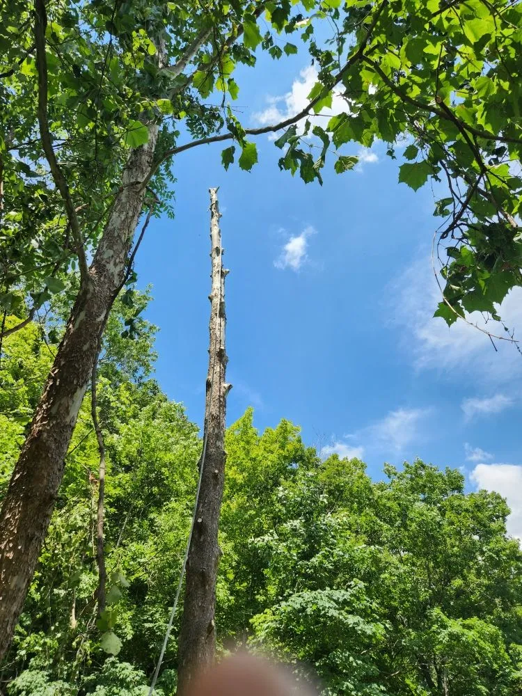 Reliable landscape design in Greenup, KY - We Care Tree Care