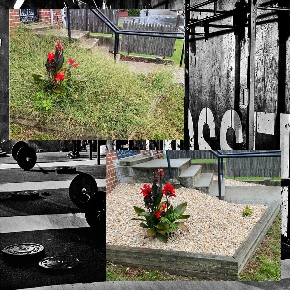 Professional landscaping services in Fort Washington, MD by We Come To Fix It