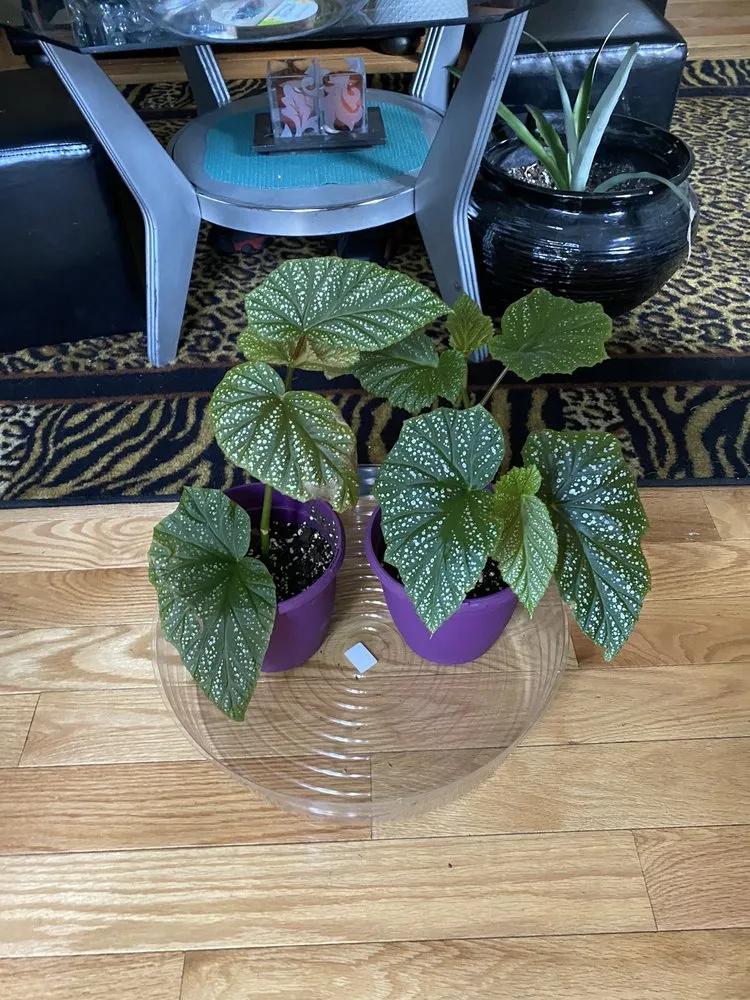 Expert yard maintenance in Fort Washington, MD by We Come To Fix It