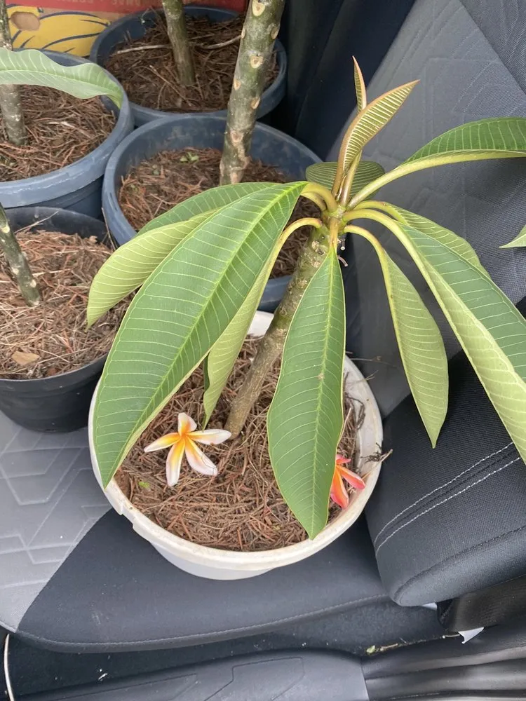 Expert lawn mowing service in Fort Washington, MD by We Come To Fix It