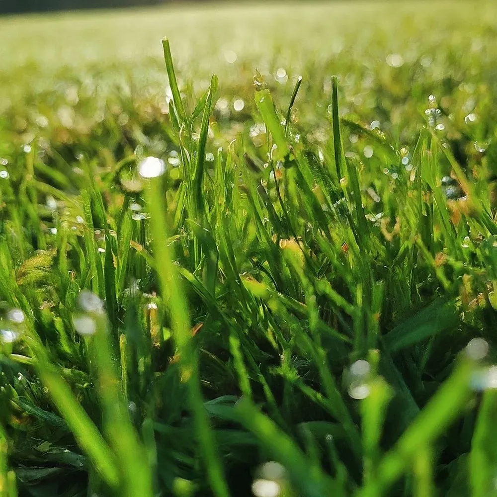 Affordable yard cleanup service in Grayson, KY - We Cut Grass