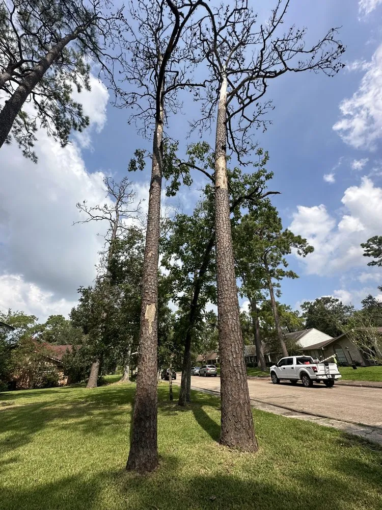 Professional lawn mowing service with custom design across Houston, TX - We Cutt Dat Lawn Care Services