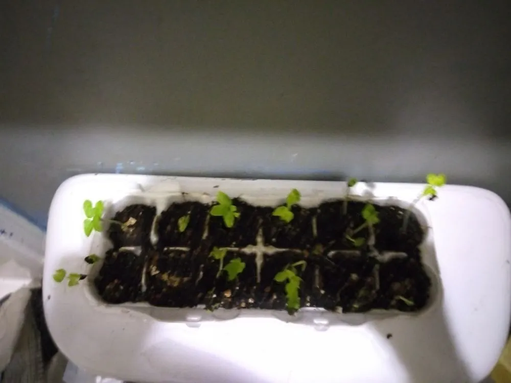 Top-rated outdoor landscaping with custom design across Middle Valley, TN - We Dig It