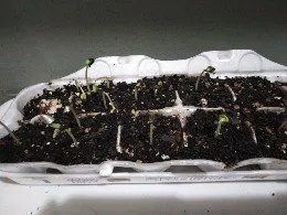 Affordable landscape design for year-round maintenance across Middle Valley, TN - We Dig It