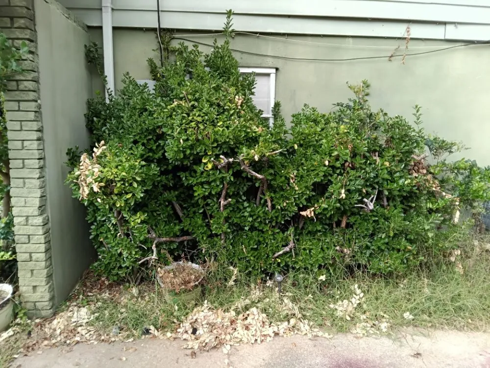 Affordable garden landscaping for beautiful yards across Decatur, GA - We Do It All Lawn Services