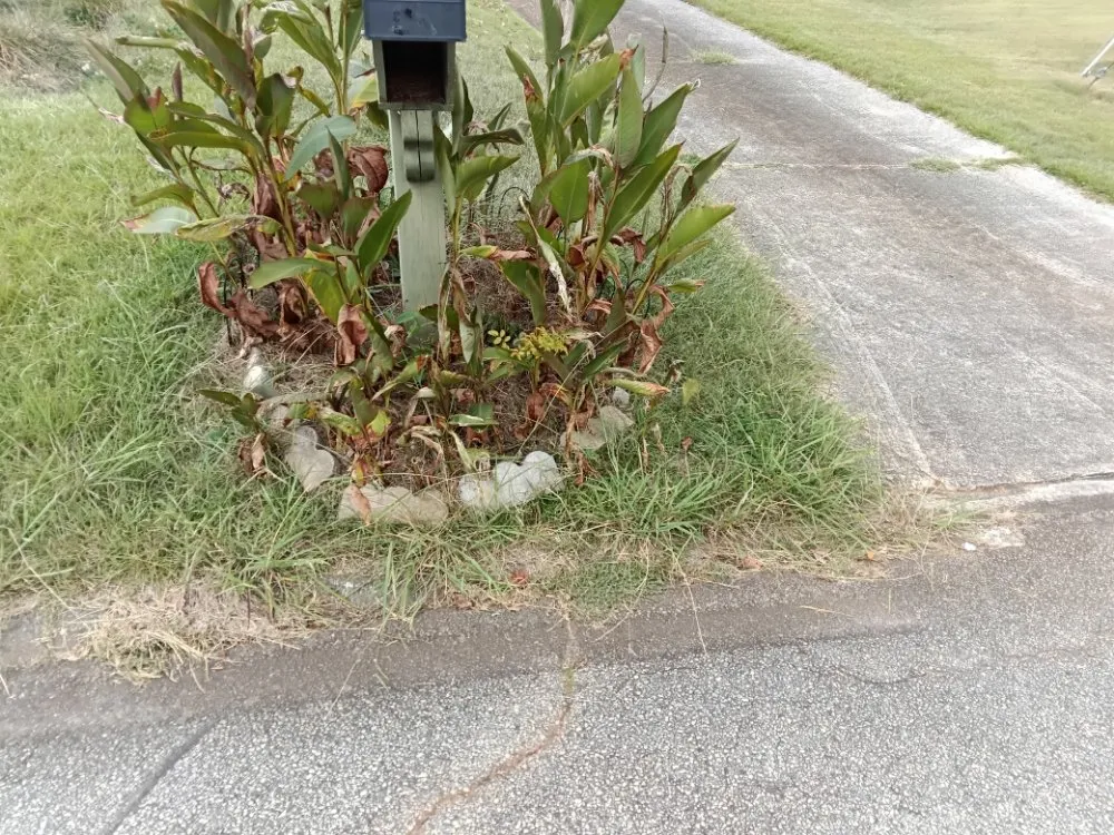 Affordable yard cleanup service in Decatur, GA by We Do It All Lawn Services