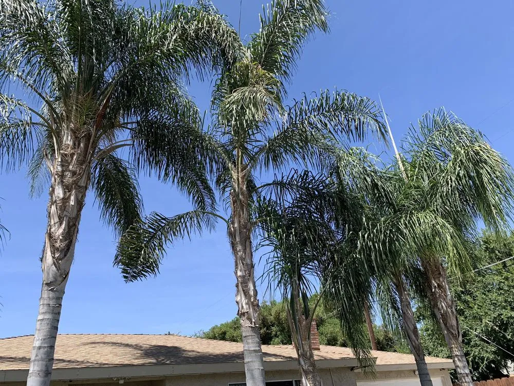 Trusted landscaping services experts serving Madera, CA - We Do It All Tree Service