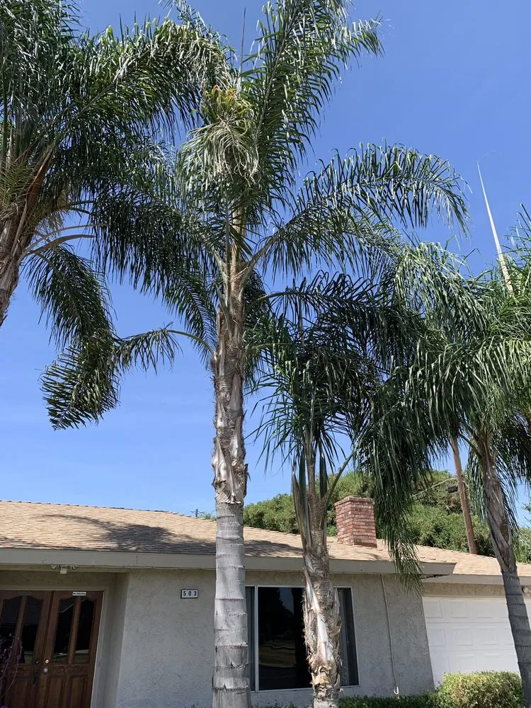 Top-rated lawn mowing service in Madera, CA - We Do It All Tree Service