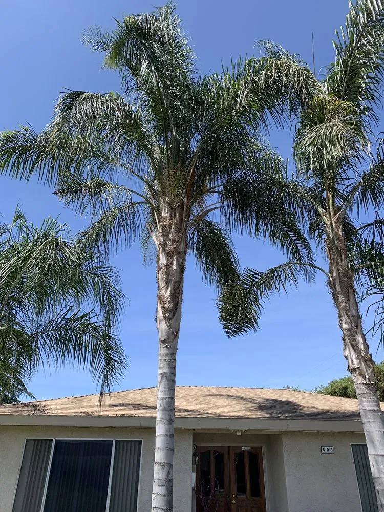 Affordable lawn mowing service with custom design in Madera, CA by We Do It All Tree Service