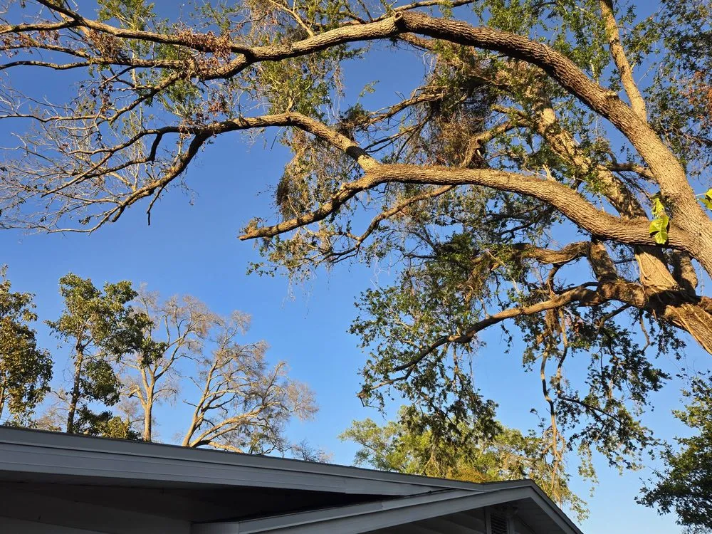 Professional landscaping services experts serving Lakeland, FL - We Do It All Trees & Landscape