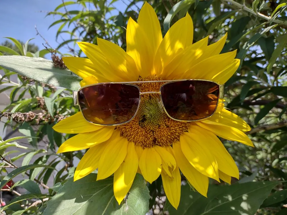 Professional lawn care service for beautiful yards in Chattanooga, TN by We Do Yard Work