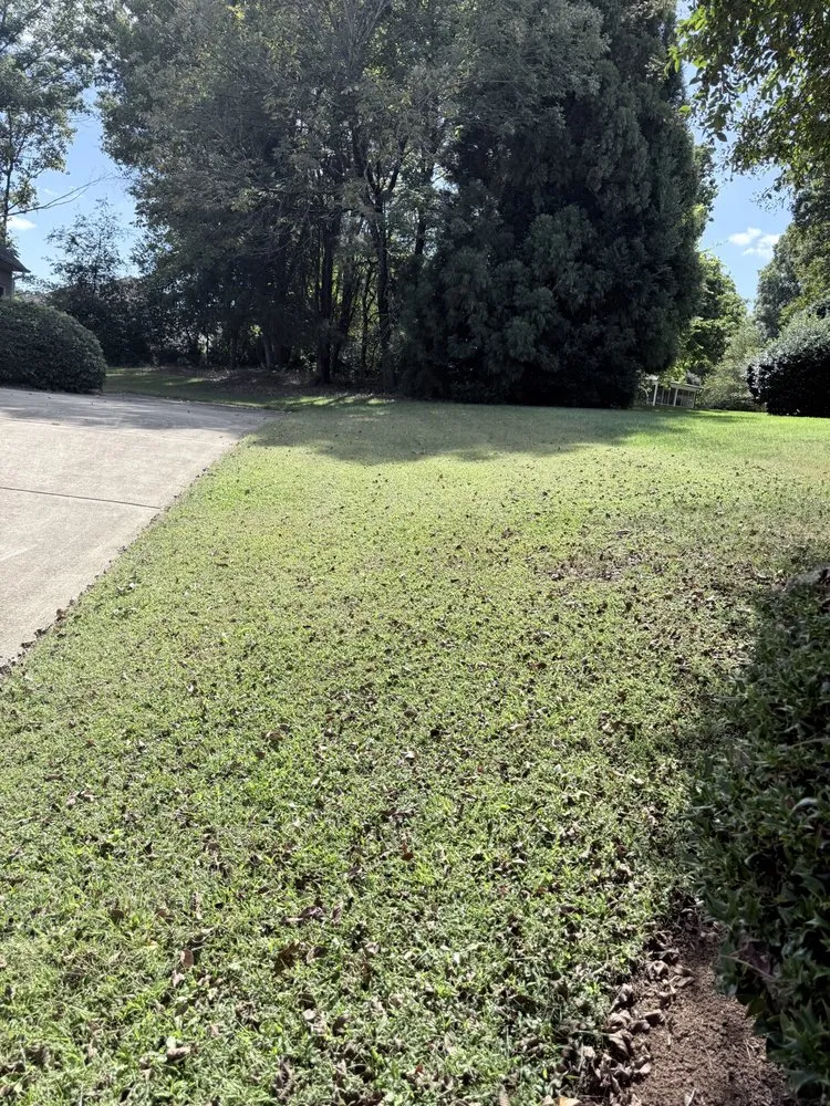 Top-rated yard maintenance in Carroboro, NC - We Have A Dream