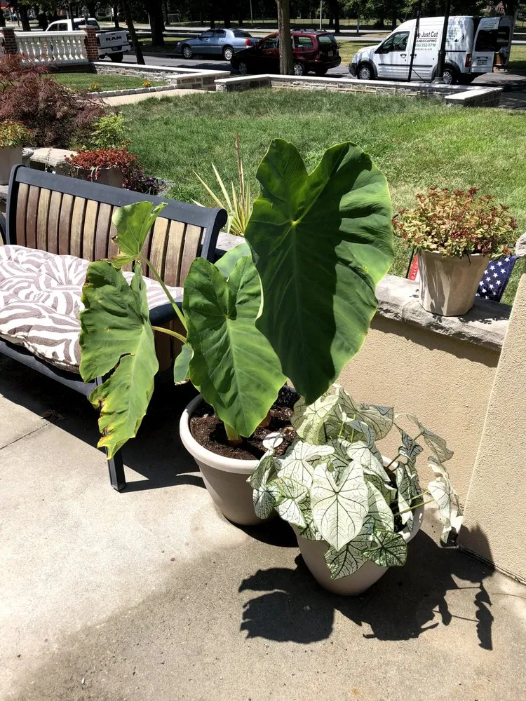 Trusted residential landscaping for beautiful yards across Turnersville, NJ - We Just Cut