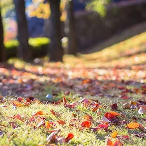 Top-rated outdoor landscaping for residential properties in Dallas, TX by We Mow Dallas