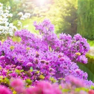 Custom garden landscaping in Dallas, TX by We Mow Dallas