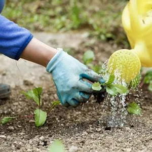 Reliable lawn mowing service in Dallas, TX - We Mow Dallas