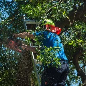 Affordable lawn mowing service experts serving Dallas, TX - We Mow Dallas