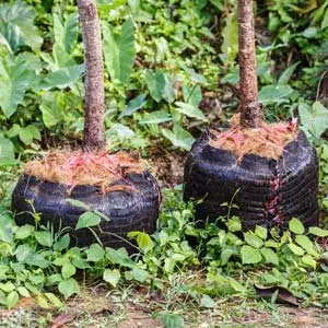 Custom landscaping services in Dallas, TX by We Mow Dallas