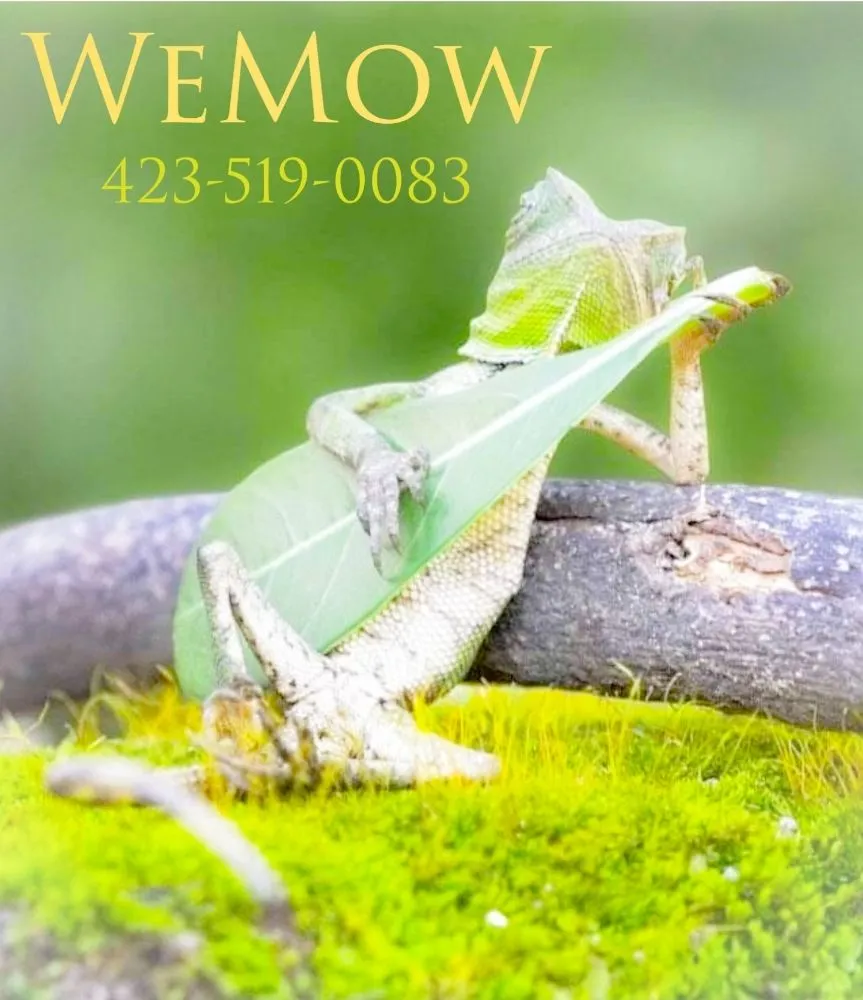 Reliable garden landscaping in Madisonville, TN - We Mow