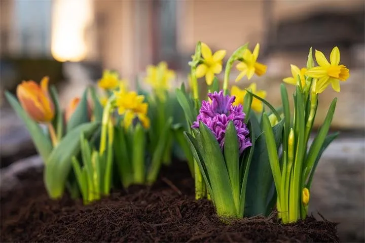 Trusted landscaping services in Wheaton, IL by We Mulch