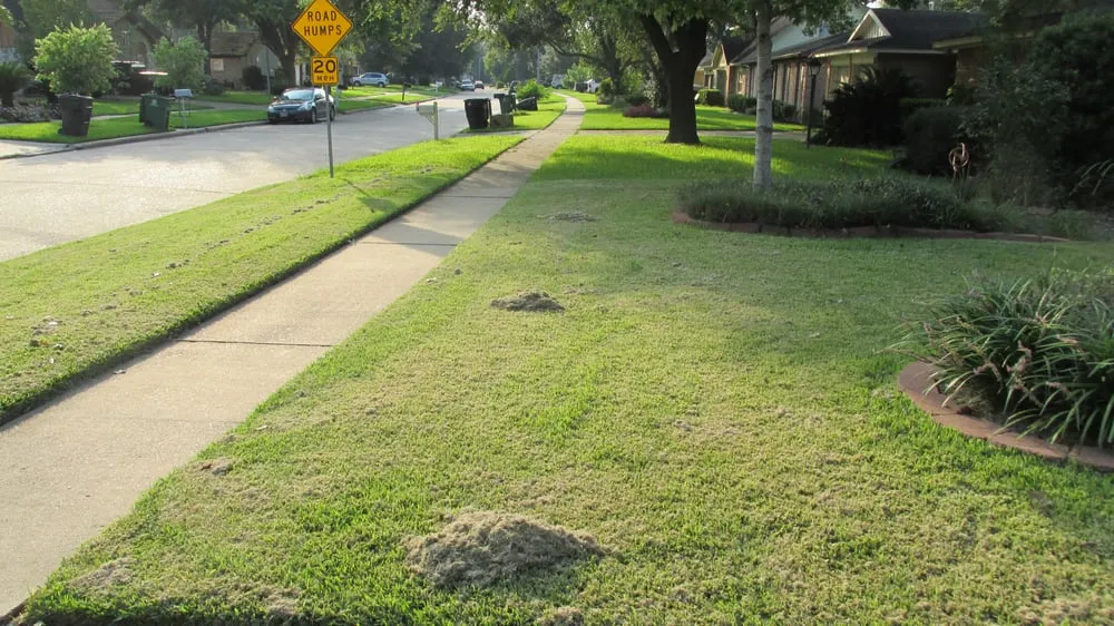 Custom landscape design in Houston, TX - We Only Cut Grass