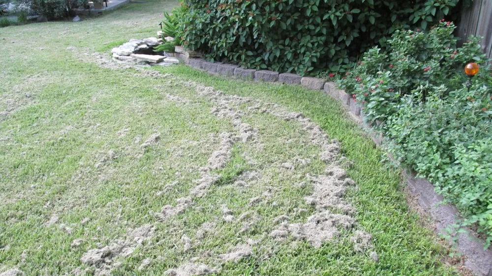 Reliable yard cleanup service in Houston, TX - We Only Cut Grass