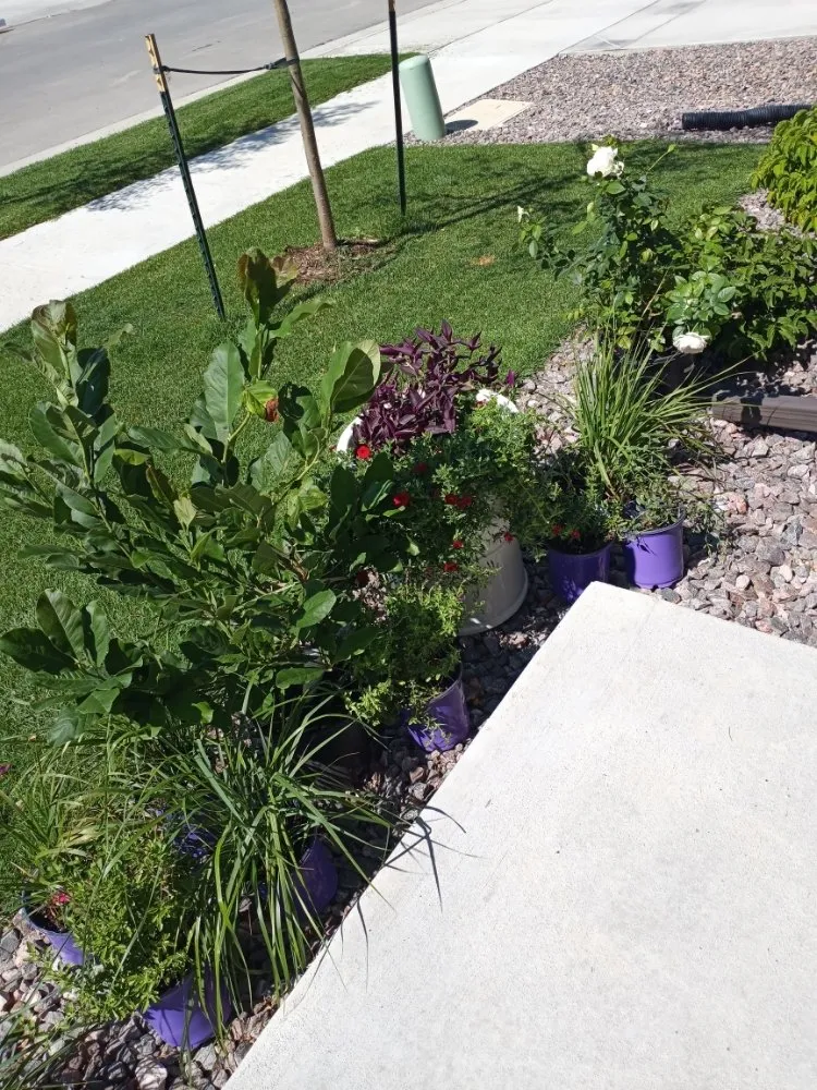 Affordable lawn mowing service experts serving Loveland, CO - We R Trash