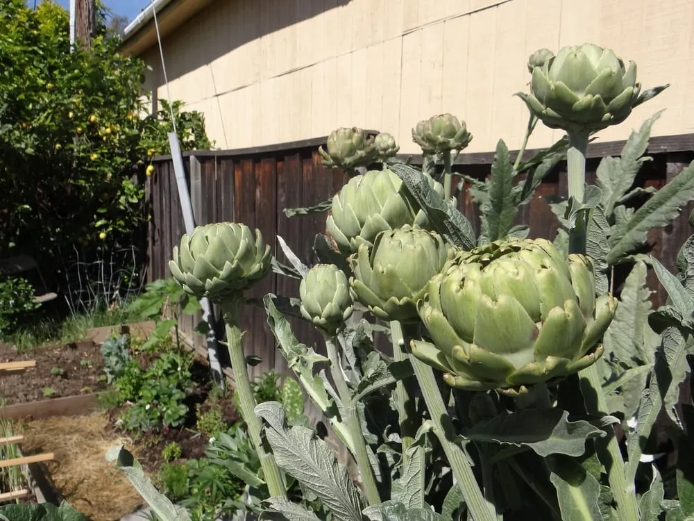 Local landscape installation experts serving Milpitas, CA - We Start Gardens