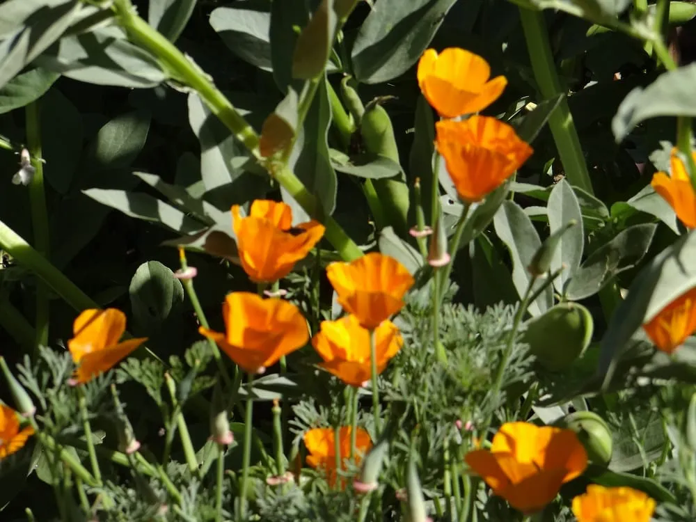 Trusted residential landscaping for outdoor upgrades in Milpitas, CA by We Start Gardens