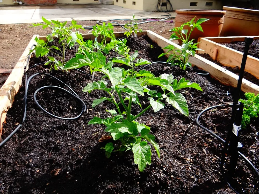 Local garden landscaping for year-round maintenance in Milpitas, CA by We Start Gardens