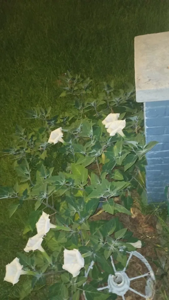 Professional outdoor landscaping for beautiful yards across Augusta-Richmond County consolidated government (balance), GA - We The Best Lawn Care & Window Washing