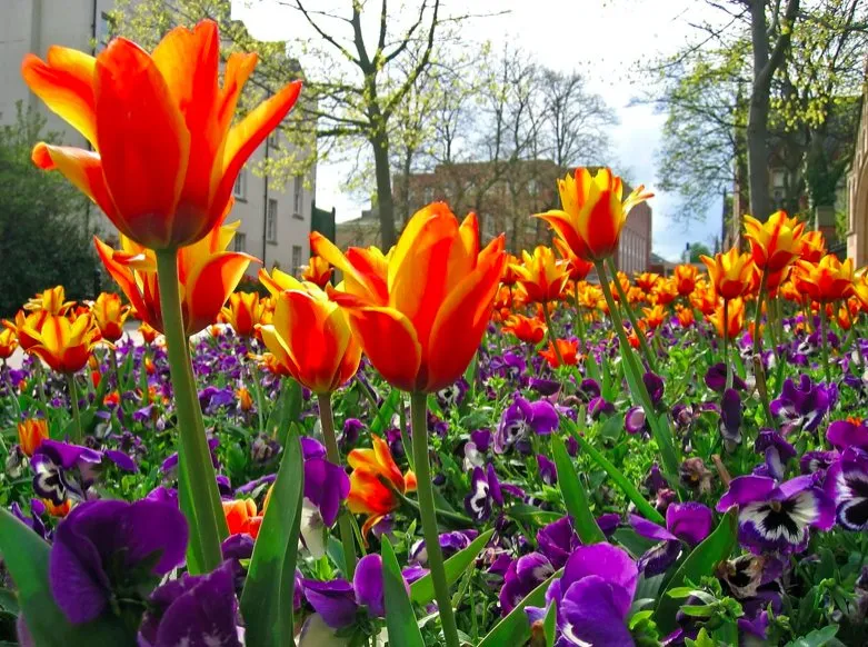 Top-rated residential landscaping for year-round maintenance in Palo Alto, CA by We Yard