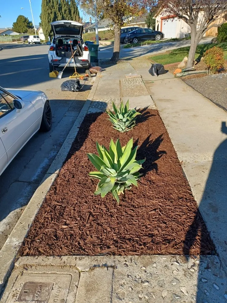 Professional residential landscaping with custom design in Palo Alto, CA by We Yard