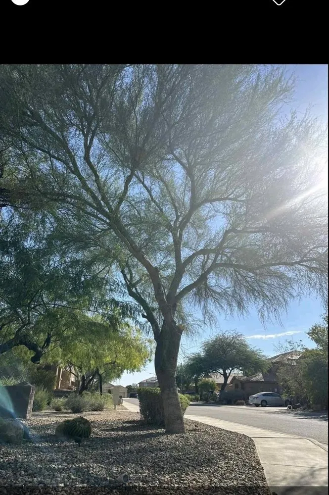 Reliable landscaping services in Peoria, AZ - Webb Landscaping services