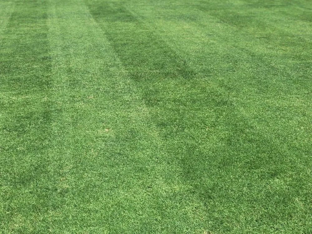 Affordable yard cleanup service in Fresno, CA - Webb’s Landscape Maintenance