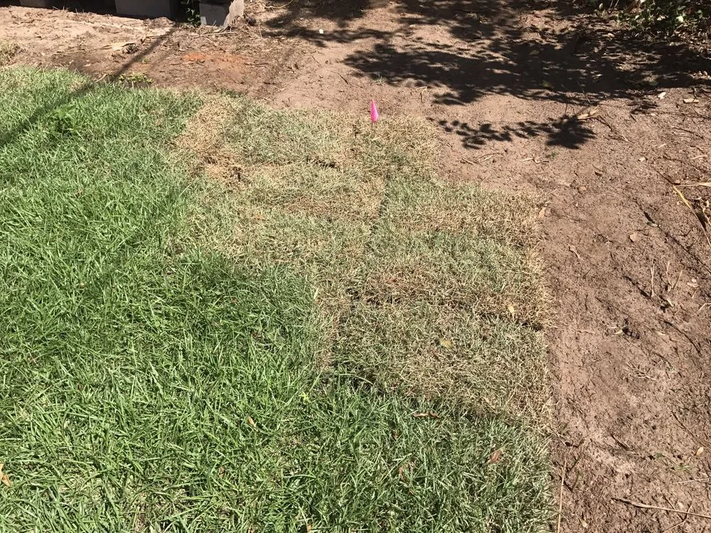 Trusted lawn care service experts serving Dawson, GA - Webbs Landscaping and Tree Removal